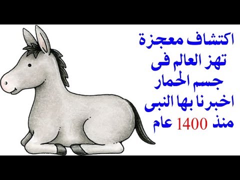 شاهد لن تصدق ماذا وجد العلماء داخل جسم الحمار