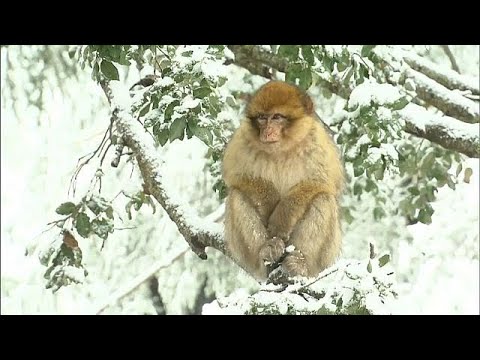 شاهد تساقط الثلوج الكثيفة في جبال الأطلس المغربية