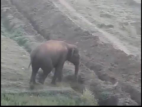 شاهد فيل غاضب يشن هجومّا على منقذيه