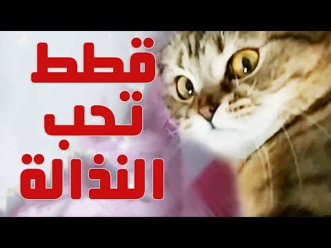 شاهد  حينما تصبح القطط ندلة