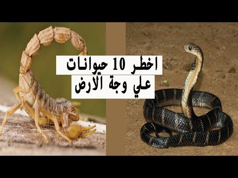 تعرّف على قائمة أخطر10 حيوانات في العالم