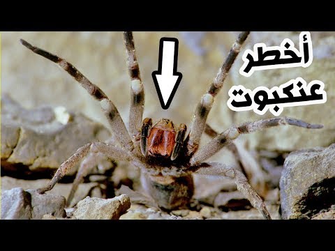 شاهدأخطر 3 عناكب سامة في العالم