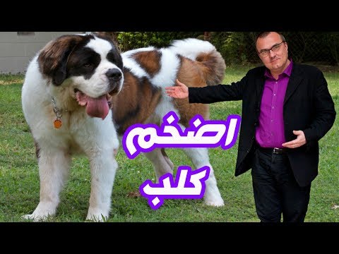 شاهدأقوي وأضخم كلب في العالم