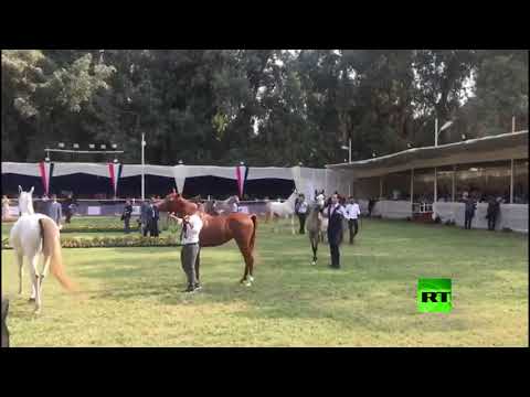 افتتاح بطولة مصر القومية والدولية لجمال الخيول العربية الأصيلة في القاهرة