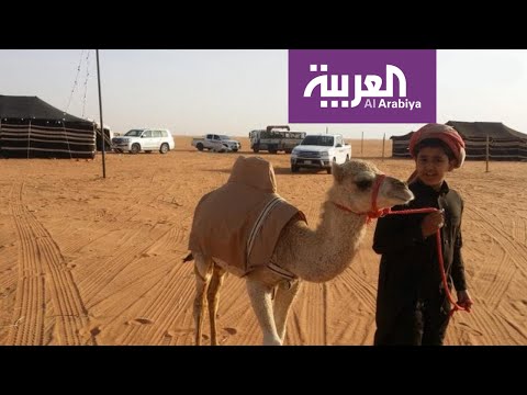 شاهد أقصر ناقة في العالم موجودة في المملكة السعودية