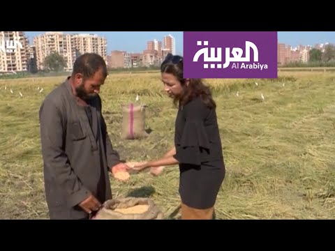 شاهد كيف تغيرت الثقافة الزراعية المصرية بفعل ندرة المياه