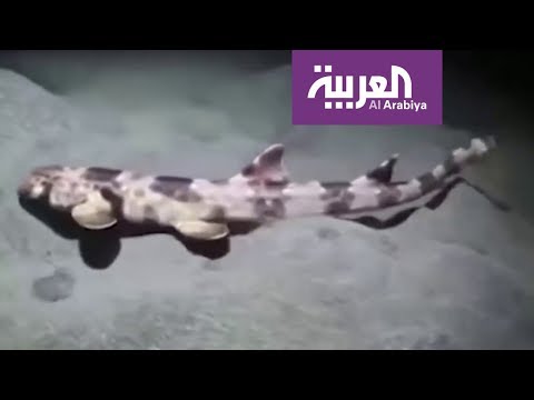 شاهد اكتشاف 4 أنواع من أسماك القرش يمكنها المشي