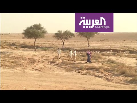 شاهد الزلفي تكافح التصحر بأشجار الطلح