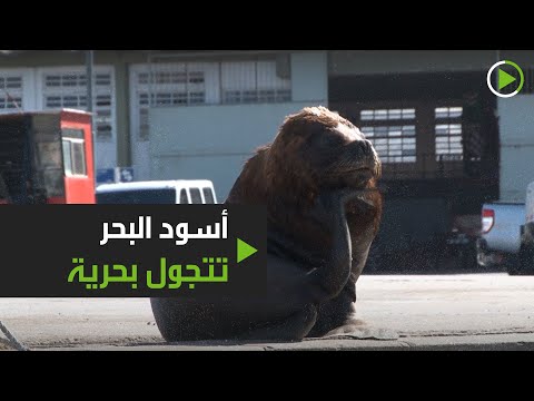 شاهد أسُود البحر تتجوَّل بحرية في شوارع الأرجنتين