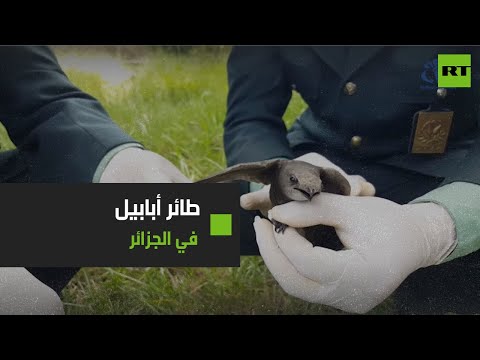 شاهد العثور على طائر أبابيل في مدينة الشلف الجزائرية