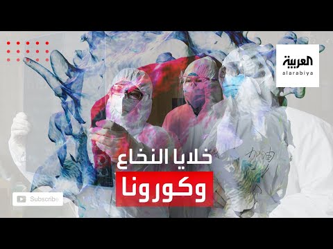 شاهد هل لخلايا نخاع العظم دور في الإصابة بكورونا