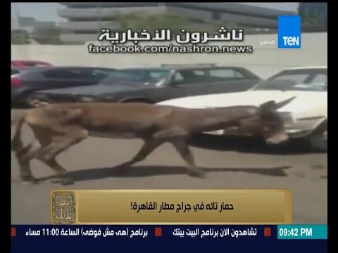 بالفيديو حمار تائه في مرفأ مطار القاهرة الدولي