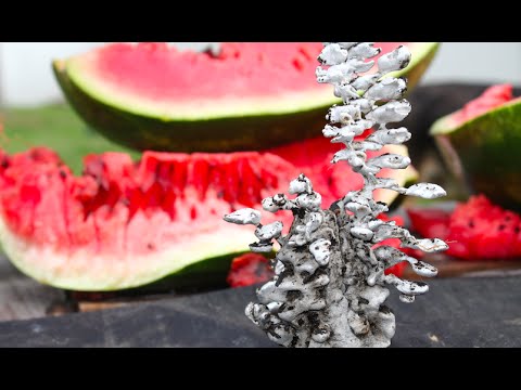 بالفيديو نتائج سكب الألمونيوم المنصهر في البطيخ