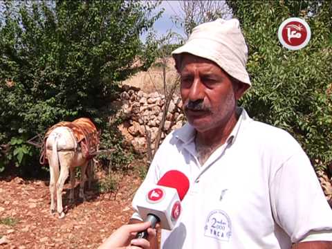 شاهد الحمير سلاح المزارعين في بيت لحم