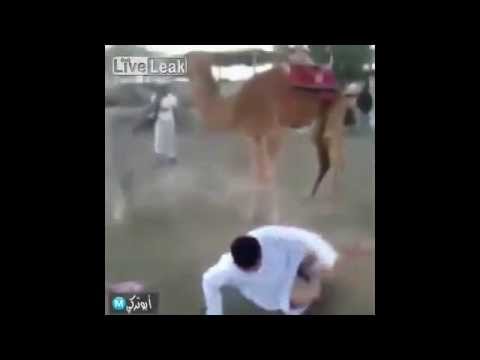 جمل متمرد يطيح برجل حاول ركوبه