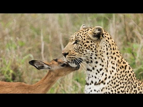 أغرب علاقة صداقة بين غزال صغير ونمر