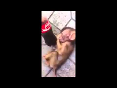 the monkey did not want to share coca cola