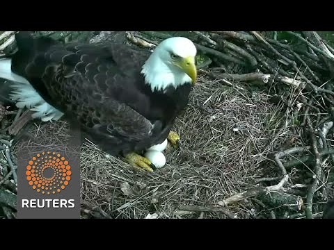 bald eagle coddles