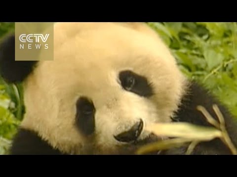 number of captive giant pandas in china reaches 422