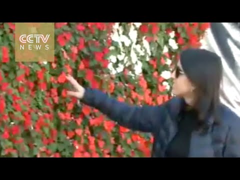 vertical garden attracts tourists to jerusalem