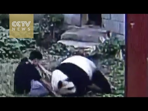 man vs panda and the winner is