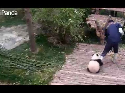 panda cub refuses to let go of caretakers leg