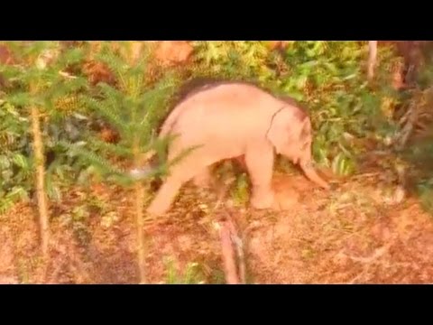 to save wounded wild baby elephant in china