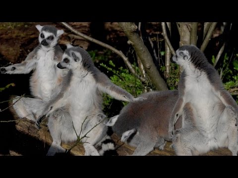 various of baby lemur at uk zoo