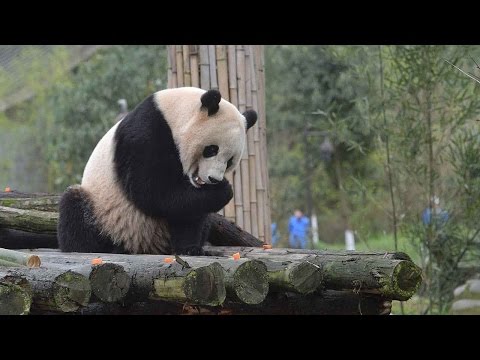 us panda lovers wish well for chinaus relations