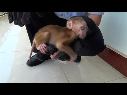 rescues stricken macaque cub