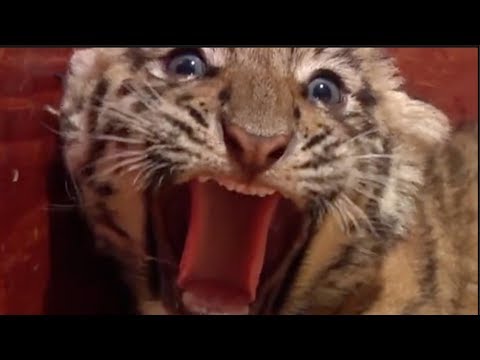 rare siberian tiger gives birth to septuplets