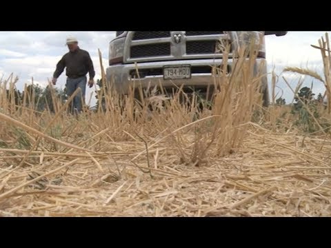 colorado wheat prices rise