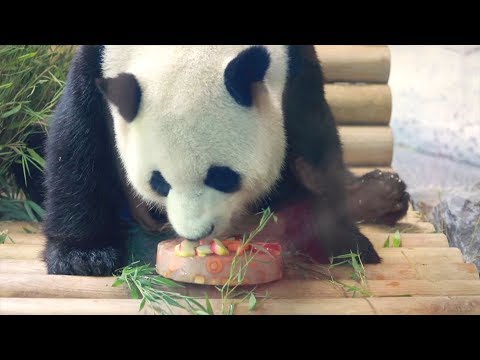 panda gets special birthday cake