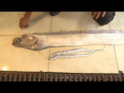 threemeter long cutlassfish found