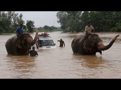 elephants help tourists in nepal