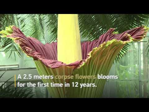 a corpse flower blossomed for the first time