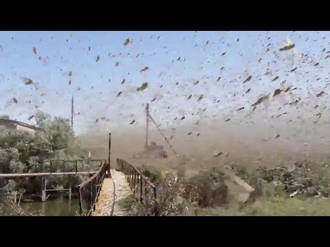 swarm of locusts covered the sky