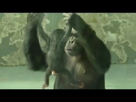 chimpanzee gives birth