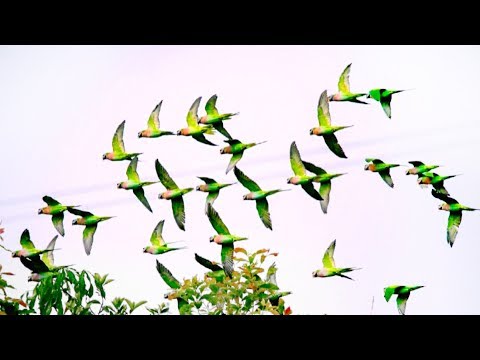 parrot rain falls