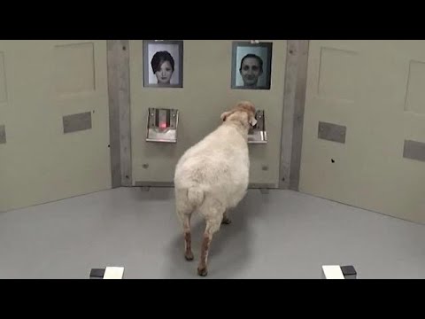 sheep ‘can recognise human faces’