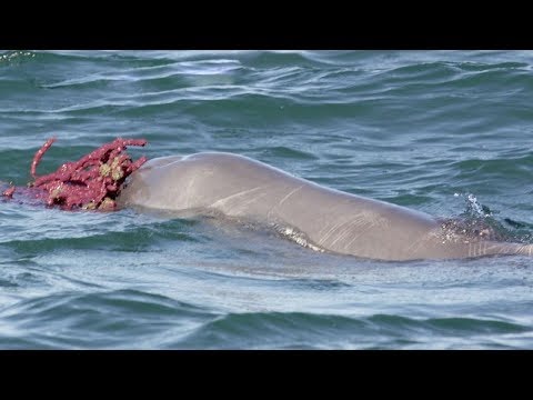 male dolphins offer females gifts