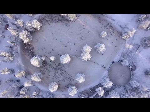 stunning drone video shows traditional reindeer round