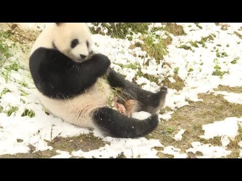 giant pandas have fun