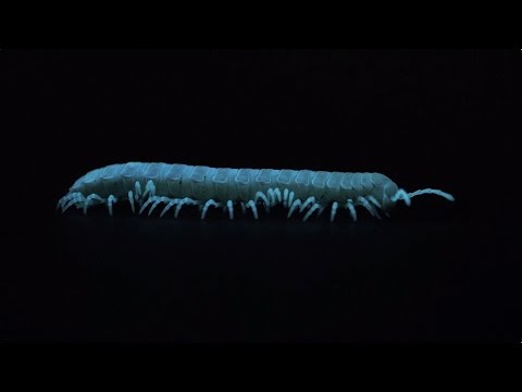 watch these millipedes glow in the dark