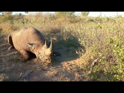 meat from hunted black rhino distributed to villages