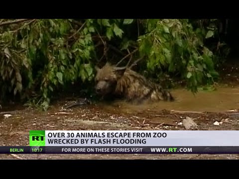 wild animals still on the run in georgia