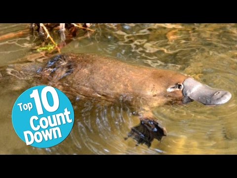 top 10 surprisingly dangerous animals