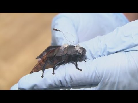 cyborg cockroaches could find disaster survivors