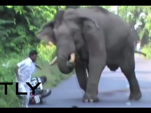 rampaging elephant disrupts traffic chases biker in india