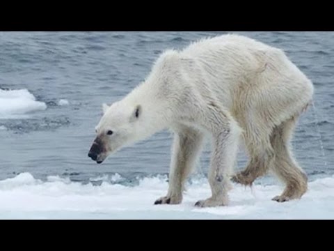 emaciated polar bear sparked debate over global warming